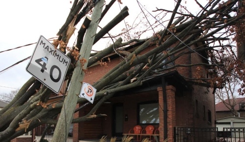 Fallen City of Toronto Trees causing damage